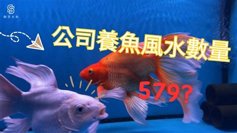 風水魚數量|養風水魚數量攻略：命格五行對應養魚條數 